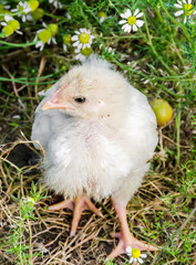 White baby chicken at the farm, close up