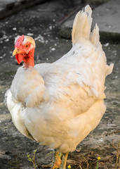 White chicken at the farm, close up