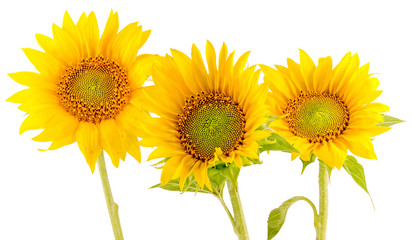 Naklejka premium Yellow sunflowers, bouquet, isolated, floral arrangement