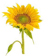 Fototapeta premium Yellow sunflowers, bouquet, isolated, floral arrangement