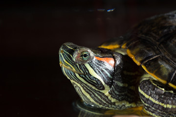 Fototapeta na wymiar Young turtle sitting in aquarium