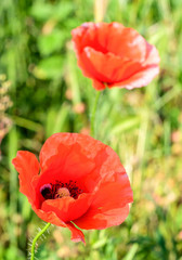 Papaver rhoeas red flower, corn poppy, field poppy