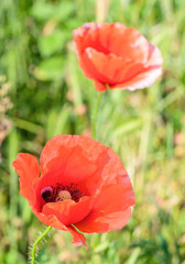 Papaver rhoeas red flower, corn poppy, field poppy