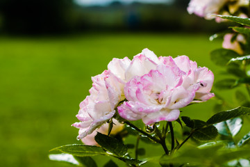 Pink Roses And Water Drops