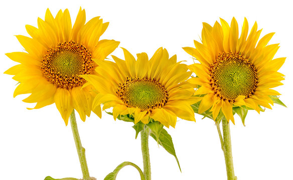 Yellow sunflowers, bouquet, isolated, floral arrangement