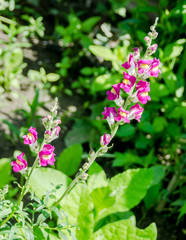 Purple snapdragon flower in the garden, close up.