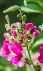 Purple snapdragon flower in the garden, close up.