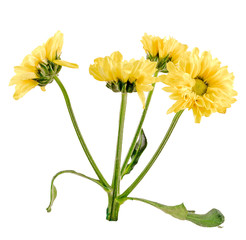 Yellow Dahlia flowers in a yellow pot, close up, isolated
