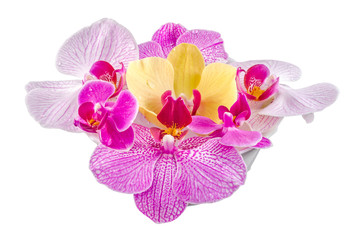 Naklejka na ściany i meble Colored orchid flowers, Orhideea Phalaenopsis, isolated.