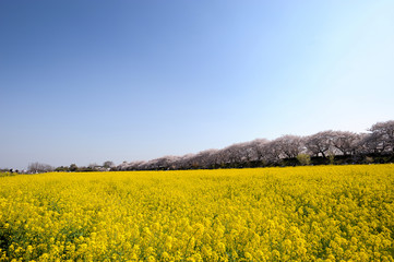 Obraz premium 菜の花とさくら