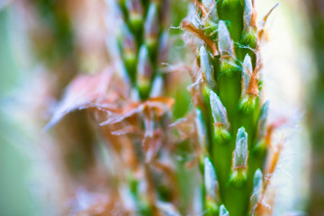 Young shoots of the pine tree