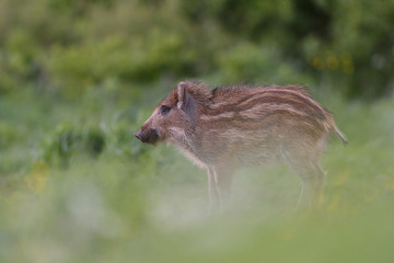 Wild boar piglet