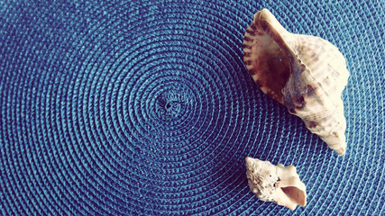 Seashells with colored background