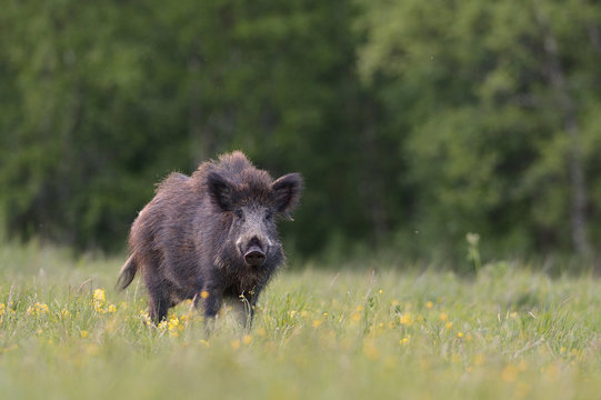 Boar in the meadow