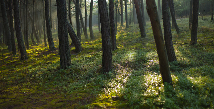 pina forest