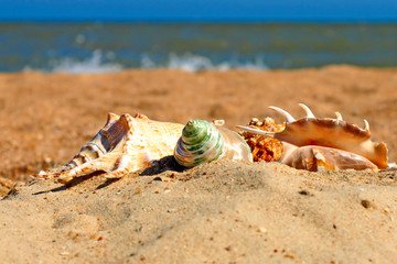 Different seashells on a beach.