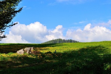 prato di montagna con fiori gialli