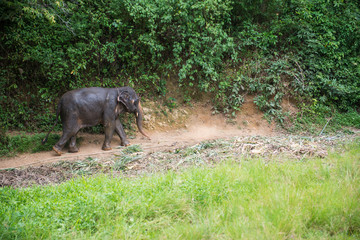 big elephant walking in forest