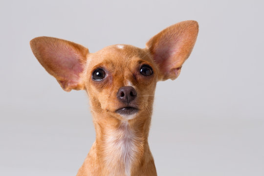 Chihuahua, cachorro
