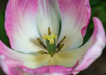 Fototapeta na wymiar Opening Tulip