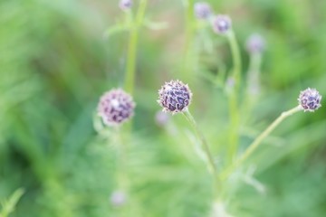 Thistle flowers