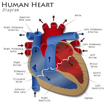 Human Heart Diagram