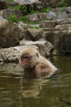 Jigokudani Snow Monkey, Japan