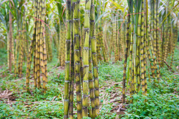 fresh sugarcane in garden
