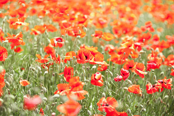 Meadow With Beautiful Bright Red Poppy Flowers in Summer. Crimea