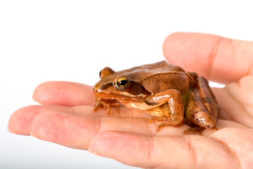 Frog sitting on flat hand. It´s a spring frog (Rana dalmatina).