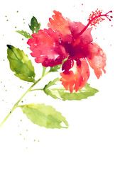 Vector background with red watercolor hibiscus