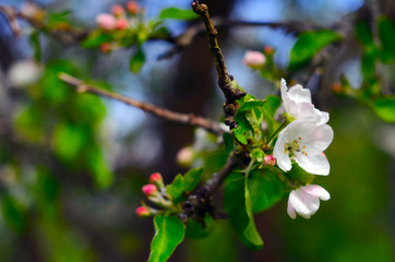 apple tree blossoms