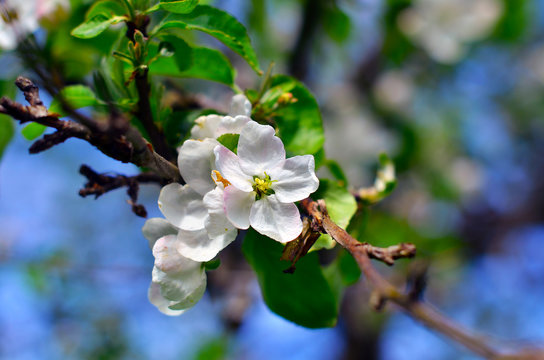 apple tree blossoms