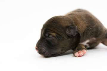 One day for newborn pup