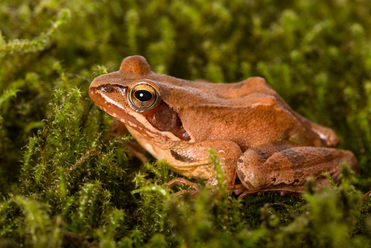 Frog sitting in ambush on green moss. It&acute;s a spring frog (Rana dalmatina).