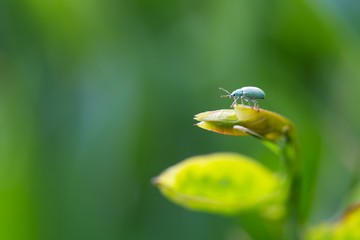 Close up of beetle sitting on plant