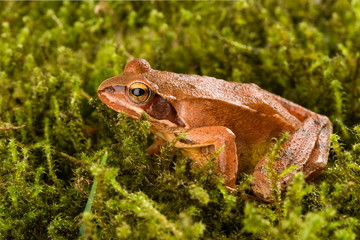 Frog sitting in ambush on green moss. It´s a spring frog (Rana dalmatina).