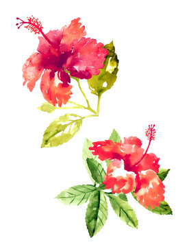 Collection of watercolor hibiscus flowers