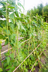 fresh yard long bean in garden