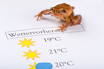 Frog as a weather prophet makes the weather forecast, German Version