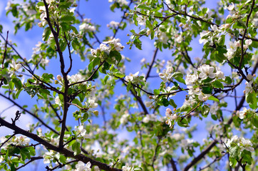 apple tree blossoms