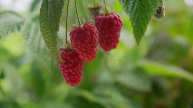 Closeup of Raspberries on vine