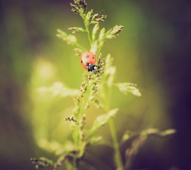vintage photo of ladybug on grass