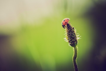 vintage photo of ladybug on grass