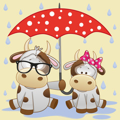 Two Cows with umbrella