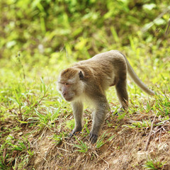 Macaque Monkey