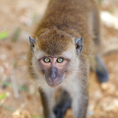 Macaque Monkey
