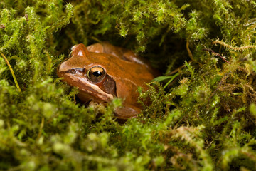 Obraz premium Frog sitting in ambush on green moss. It´s a spring frog (Rana dalmatina).