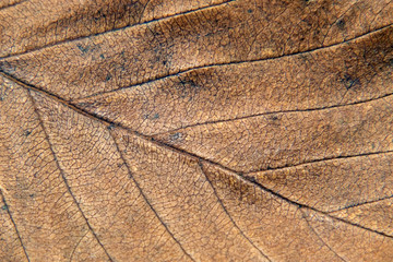 Autumn leaf texture taken closeup.