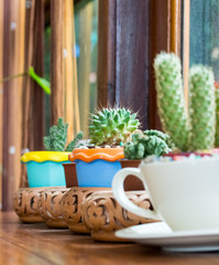  cactus in pots place decorated near by window.